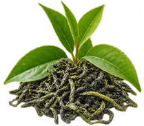 SlimAtika — zöld tea kivonat